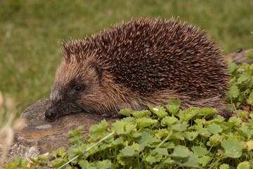 Hedgehog.