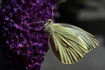 Large white butterfly.