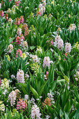 Beautiful Multicolored Pastel Hyacinths Growing in a Field outside of Amsterdam, Netherlands