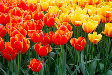 Fiery Orange, Red, and Yellow Tulips Grow in a Farm outside of Amsterdam, Netherlands