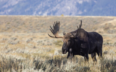 Bull Shiras Moose in Wyoming in Autumn