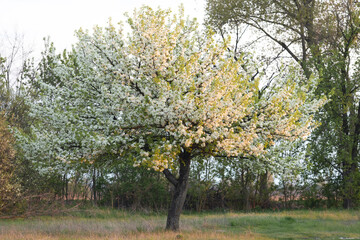 blossoming spring tree on the edge of the city