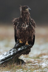 White tailed eagle.