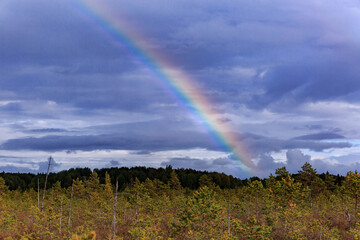 A large bright rainbow against the background of clouds in a coniferous forest in a swamp in autumn, the sun.