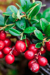 Obraz premium A lot of red ripe wild cranberries, close-up.vegan. Vertical orientation.