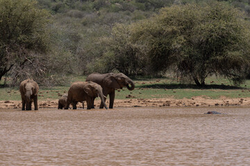 Fototapeta na wymiar Family of elephants drinking water in a lake
