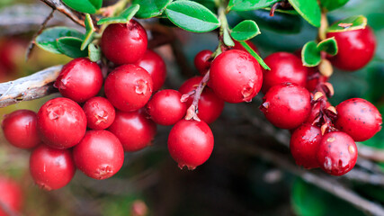 A lot of red ripe wild cranberries, close-up.vegan.