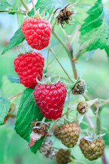 Red ripe raspberries close up, food, harvest. Vegan, Vertical orientation.