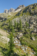 Mélèzes d'Europe sur le site naturel du Mont Thabor dans les Alpes françaises en été 
