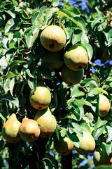 Ripe green big pears hang on the branches, harvesting. Vertical orientation.