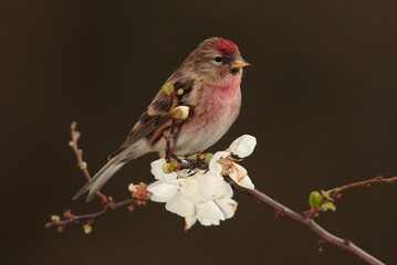 Redpoll.