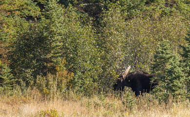 Bull Shiras Moose in Wyoming in Autumn