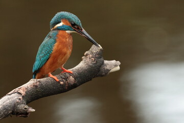 kingfisher on branch