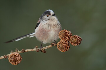 Longtail tit