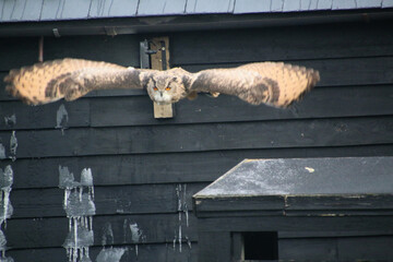 Obraz premium A view of an Eagle Owl in flight