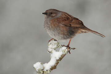 Dunnock.