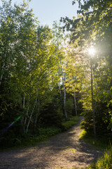 Trees surrounding trail with sunlight