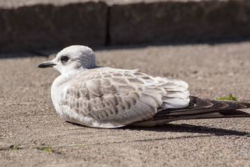 seagull on the beach