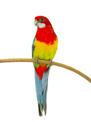 parrot rosella isolated on white background