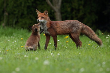 Obraz premium cub and vixen