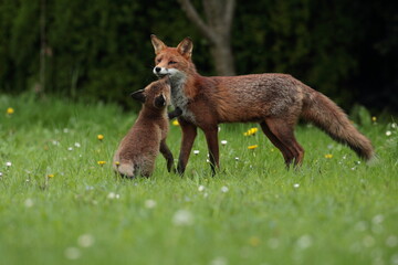 red fox cub