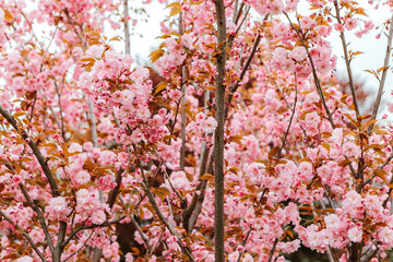 Sakura cherry blossoms blooming flowers in the garden park in early spring. Hanami celebration, Japanese festival. Background image
