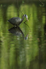 Heron