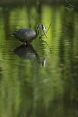 Grey heron