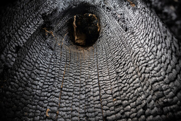 Burnt tree trunk - inside view