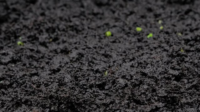 Timelapse - fresh microgreens arugula, rucola sprouts growing: close up view, macro. Spring, germination, natural, raw, growth, healthy food and time lapse concept