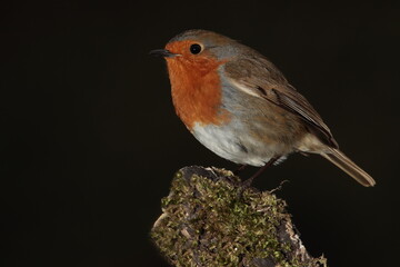 Robin bird.