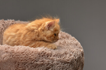 A cute fluffy ginger kitten lies on a soft ottoman for cats on a gray background, copyspace, gray background.
