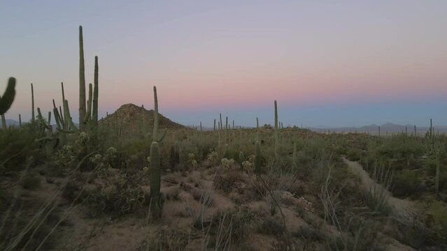 Arizona saguaro cactus in desert mooring sunrise aerial landscape with cholla and  prickly pear cacti