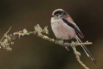 Longtail tit