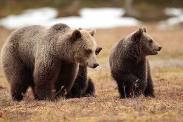 brown bear cubs © Brian Arbuthnot