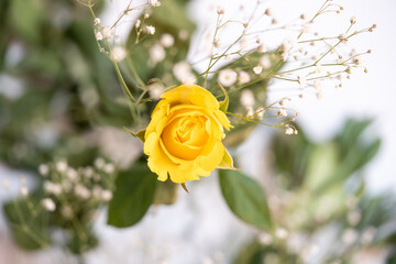 Rosa amarilla con hojas al rededor y fondo blanco