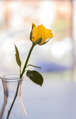una Rosa amarilla en florero de jarra de vidrio con fondo desenfocado