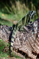 wild iguanas of the Guadeloupe islands