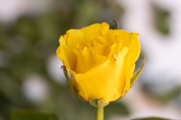 Rosa amarilla con hojas al rededor y fondo blanco