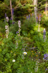 Lupine wildflower in Minnesota forest