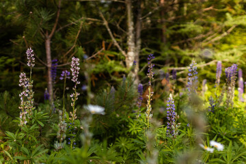 Lupine wildflower in Minnesota forest