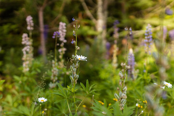 Lupine wildflower in Minnesota forest