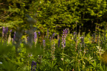 Lupine wildflower in Minnesota forest
