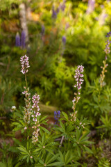 Lupine wildflower in Minnesota forest