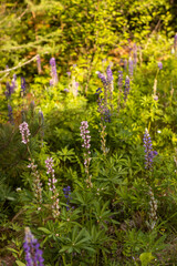 Lupine wildflower in Minnesota forest