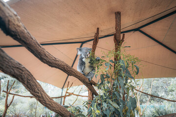 koala on tree