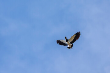 The flight of Southern Lapwing also know the Quero-Quero. Species Vanellus chilensis. National bird of Uruguay. Birdwatching. animal lover. Black chest. red eyes