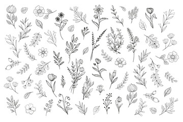 Wild Flower Illustrations - Flower Vector Graphics - Floral Illustration - Cutting Files - Vector Set - Leaf - Leaves - Collection - Nature - Transparent - Isolated - Illustrator - EPS SVG PNG JPG