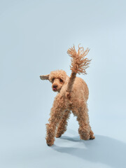 Funny active dog plays on blue background. happy small poodle posing