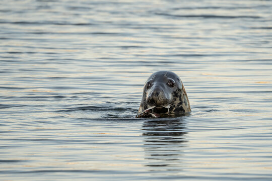 Harbor Seal Eating a Fish Dinner while swimming in the Hyannis Harbor 